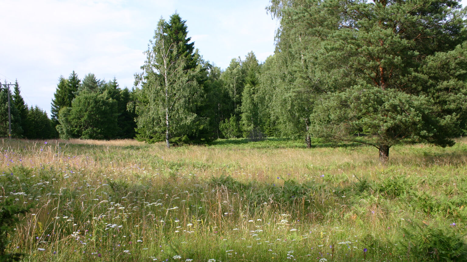 Ängsmark med skog i bakgrunden