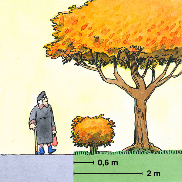 Illustration av minsta avstånd mellan plantering och tomtgräns.