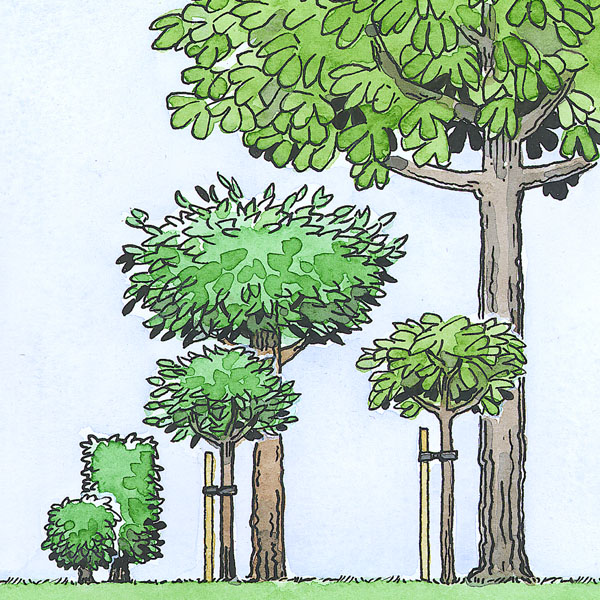 Illustration av ett växande träds ökande höjd.
