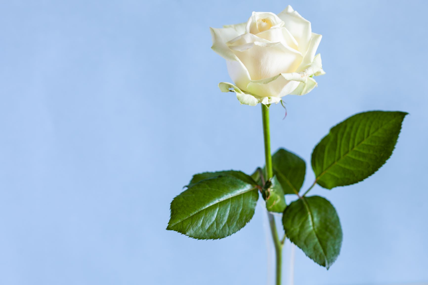 En vit ros mot blå bakgrund